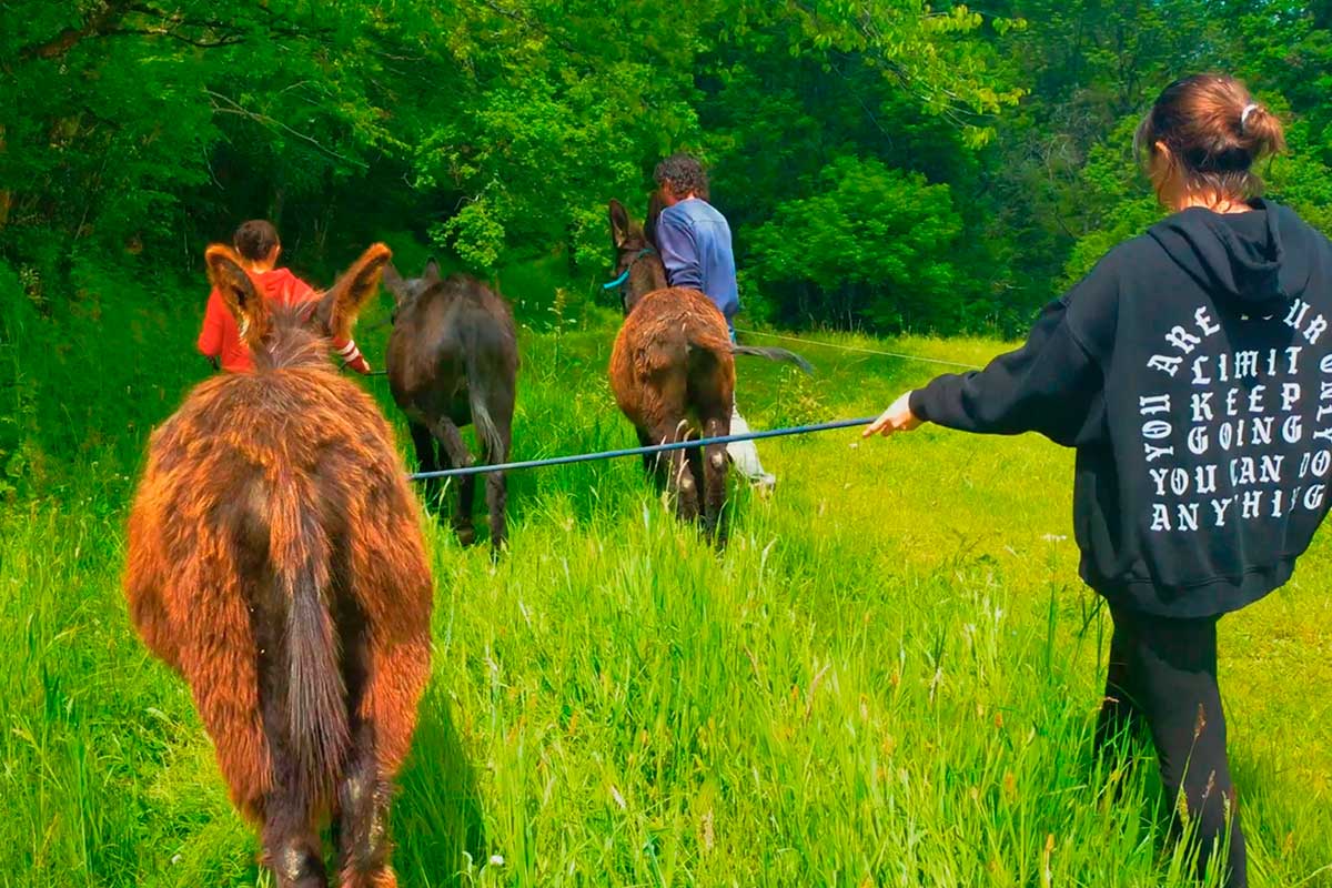 Accueil éducatif auprès des ânes de la ferme