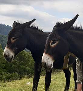 Ânes des Pyrénées de l'élevage
